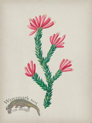 Andean Botanicals 034